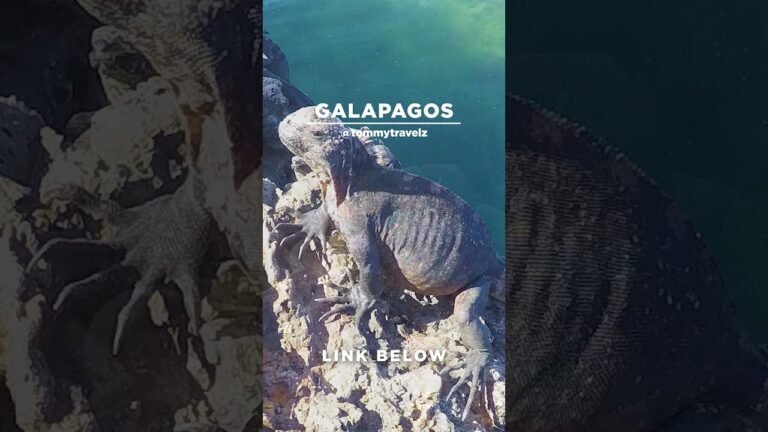 #TommyTravelz #travelnow #traveltips #galapagos #sancristobal #santacruz #islabaltra #isabelaisland