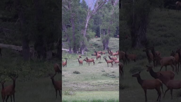 Big Ole Herd #elk#summer#wapiti#animals#travel#explore#nature#wildlife#adventure#biggame#hunting