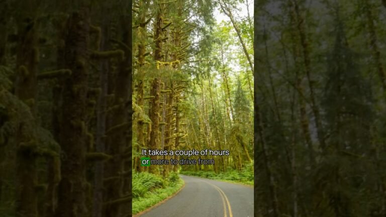 Mistake to Avoid When Visiting Olympic National Park No. 2 #OlympicNationalPark #USNationalparks
