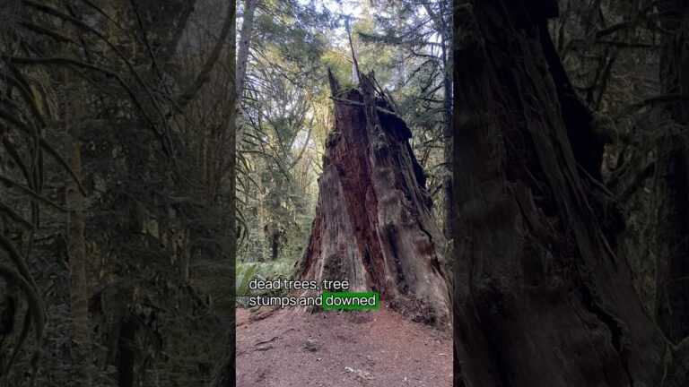 Best Hikes in Olympic National Park No. 4 #OlympicNationalPark #USNationalParks #hiking