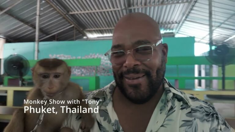 Unleashing Fun: The Kathu Monkey Show Experience in Phuket Thailand!