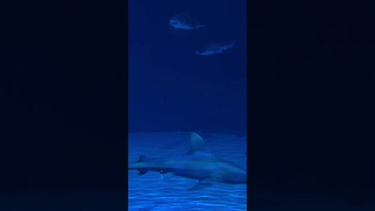 The Surprising Places You’ll Find Sharks