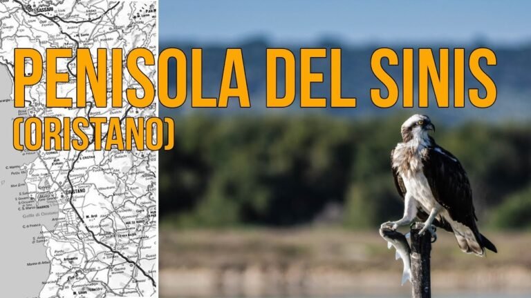 VIAGGI in SARDEGNA: penisola del Sinis, birdwatching, Sartiglia e Oristano (Fuoristagione 11)