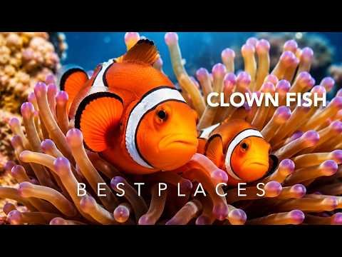 Best Places to Visit Clown Fish Survive in the Wild Ocean | Travel Guide