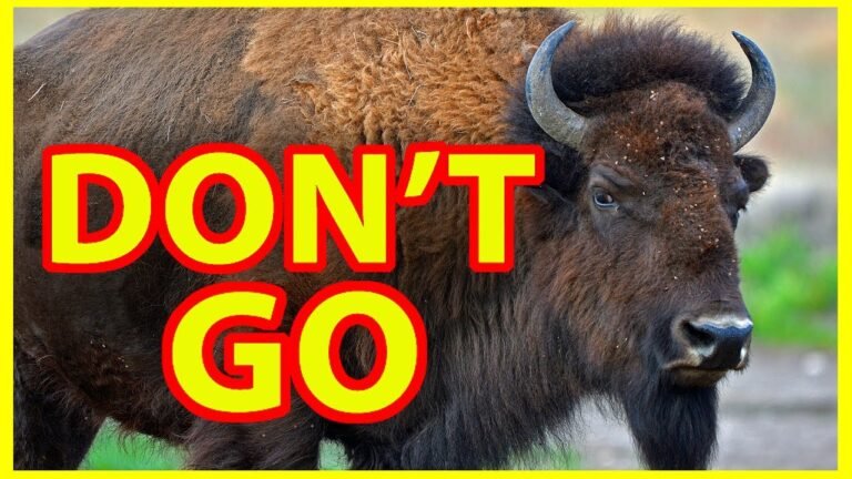 Why NOT to Visit Yellowstone National Park — DON'T GO !!!!!!