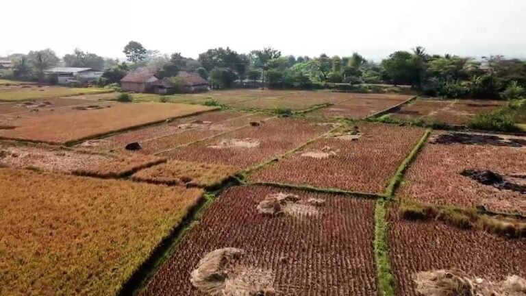 AGRİCULTURE OF INDONESIA