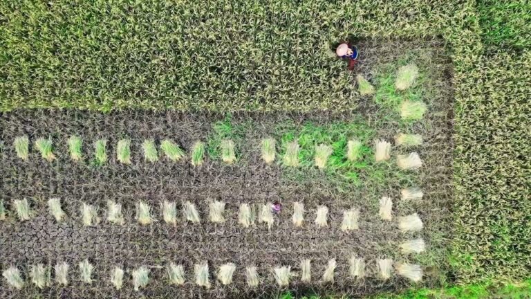 AGRİCULTURE OF INDONESIA